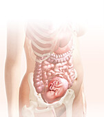 Embryo in the womb at 19 weeks, illustration