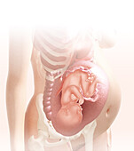 Embryo in the womb at 36 weeks, illustration