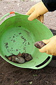 Stones removed from soil being placed in bucket