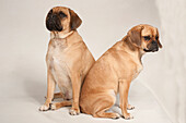 Puggle male and female dogs