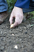 Planting onion (Allium 'Ailsa Craig') sets