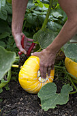 Harvesting squash (Cucurbita sp.)