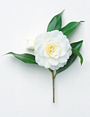 Camellia japonica 'Miss Universe' flower with green leaves