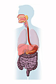 Digestive system, illustration