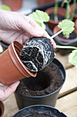 Transplanting young courgette (Cucurbita pepo) plant