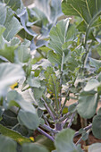 Broccoli (Brassica 'Summer Purple') plants