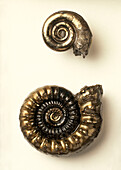 Ammonite male and female
