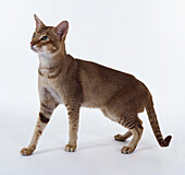 Chocolate ticked tabby Oriental shorthair cat