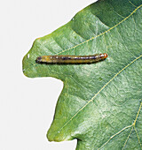 Oak leafroller moth larva on oak leaf