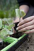 Cabbage (Brassica oleracea 'Derby Day') plants