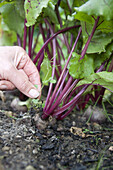 Weeding around beetroot (Beta vulgaris 'Bolthardy')