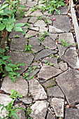 Crazy-paving path with weeds