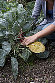 Removing yellow leaves of Brussel sprouts (Maximus brassica)