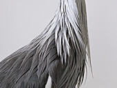 Crowned crane (Balearica regulorum) grey feathers