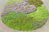 Ground-cover thyme