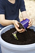 Child repotting aubergine seedling in large plant pot