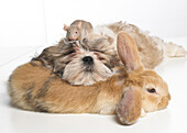 Shih Tzu puppy, dwarf lop rabbit and fancy mouse