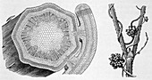 Common dodder (Cuscuta epithymum), illustration
