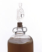 Airlock on demijohn containing apple juice