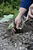 Aubergine 'Money Maker' being planted out into vegetable bed