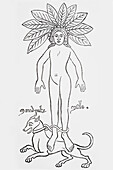 Human figure with mandrake plant and dog, illustration