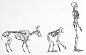 Human, chimpanzee and cow skeletons, illustration