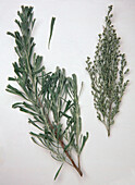 Sagebrush (Seriphidium tridentatum)