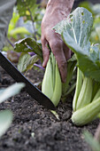 Harvesting pak choi (Brassica rapa)