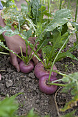Harvesting turnips (Brassica rapa 'Atlantic')