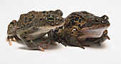 European green toad and a common frog