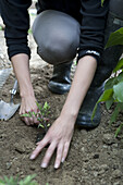 Planting tomato (Solanum lycopersicum)