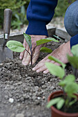 Planting out aubergine 'Money Maker'