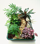 Green tray with green and pink leafed plants