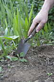 Weeding around Scoronera seedlings using a hand trowel