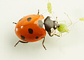 Seven-spot ladybird killing and eating greenflies