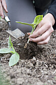 Thinning out pumpkin plants using a hand trowel