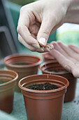 Sowing parsley seeds into small pots of compost