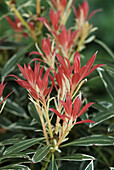 Lily-of-the-valley shrub (Pieris 'Flaming silver')