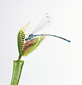Model of a damselfly engulfed by venus flytrap