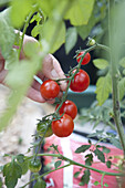 Harvesting ripe cherry tomato from vine