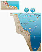 Underwater depth zone and pelagic zone inset, illustration