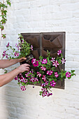 Planting Petunia cascadius up a wall-mounted fabric planter