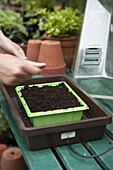 Celeriac seeds sown in propagator