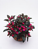 Busy Lizzie (Impatiens walleriana) potted plant