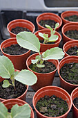 Poorly germinating cauliflower seedlings in pots
