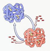 Haemoglobin and oxyhaemoglobin, illustration