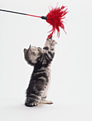 Grey tabby kitten reaching up to red feather duster