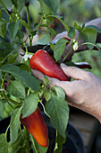 Harvesting sweet pepper using secateurs