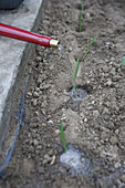 Watering leek seedlings in holes using a watering can