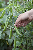 Picking peas by hand